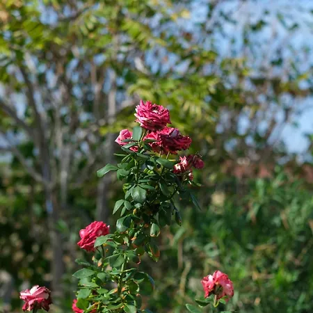 ヴィラ Seaside 3 Bedroom With 2 Terrace And Private Parking - Porta Azzurro テルミニ・イメレーゼ